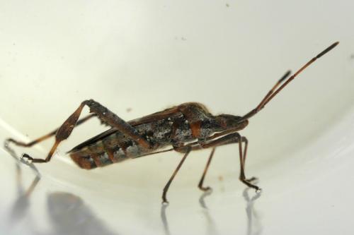 Leptoglossus occidentalis